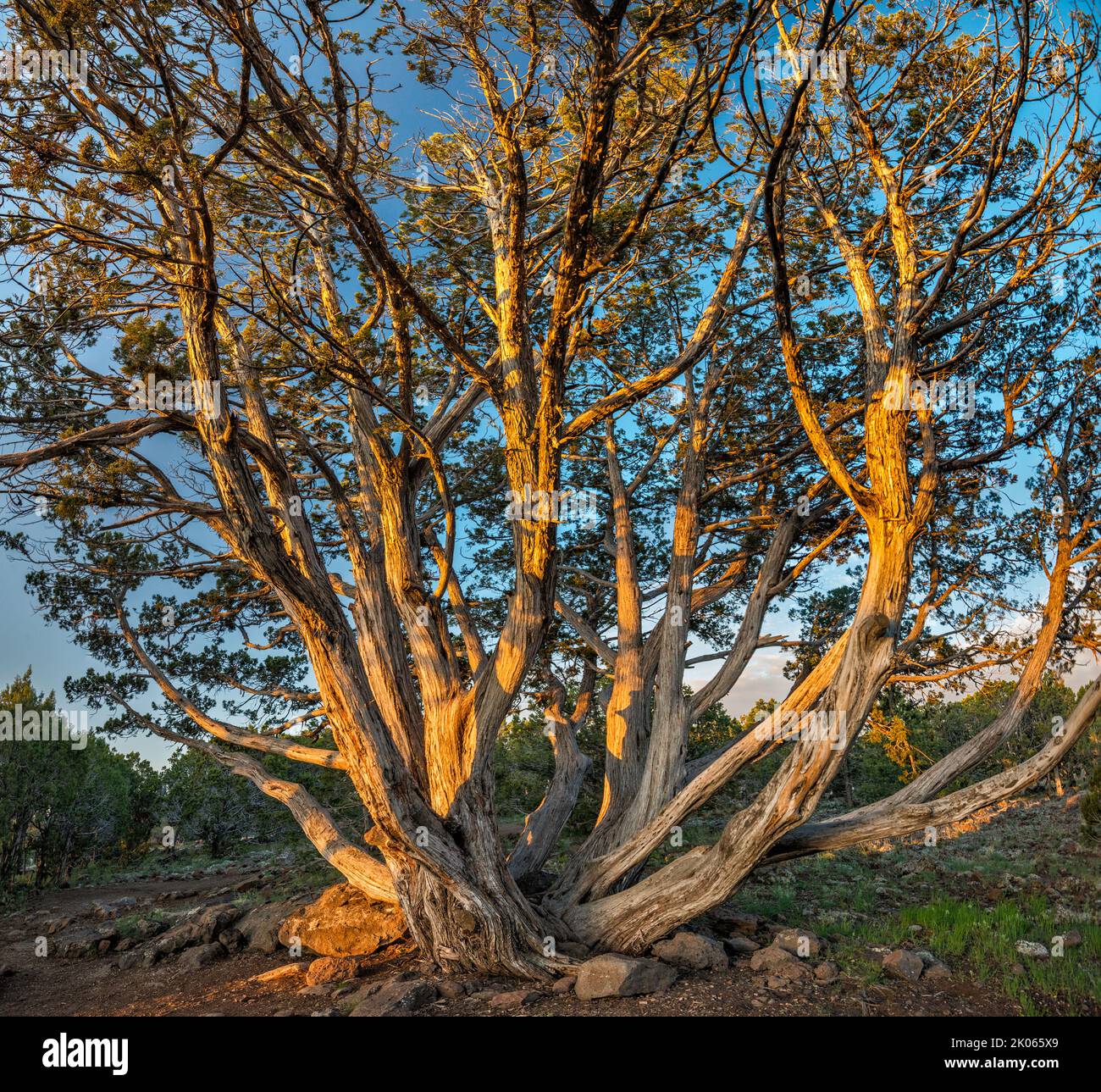 Vecchio albero di ginepro presso il campeggio del lago Ashurst, Anderson Mesa, Coconino National Forest, Arizona, USA Foto Stock
