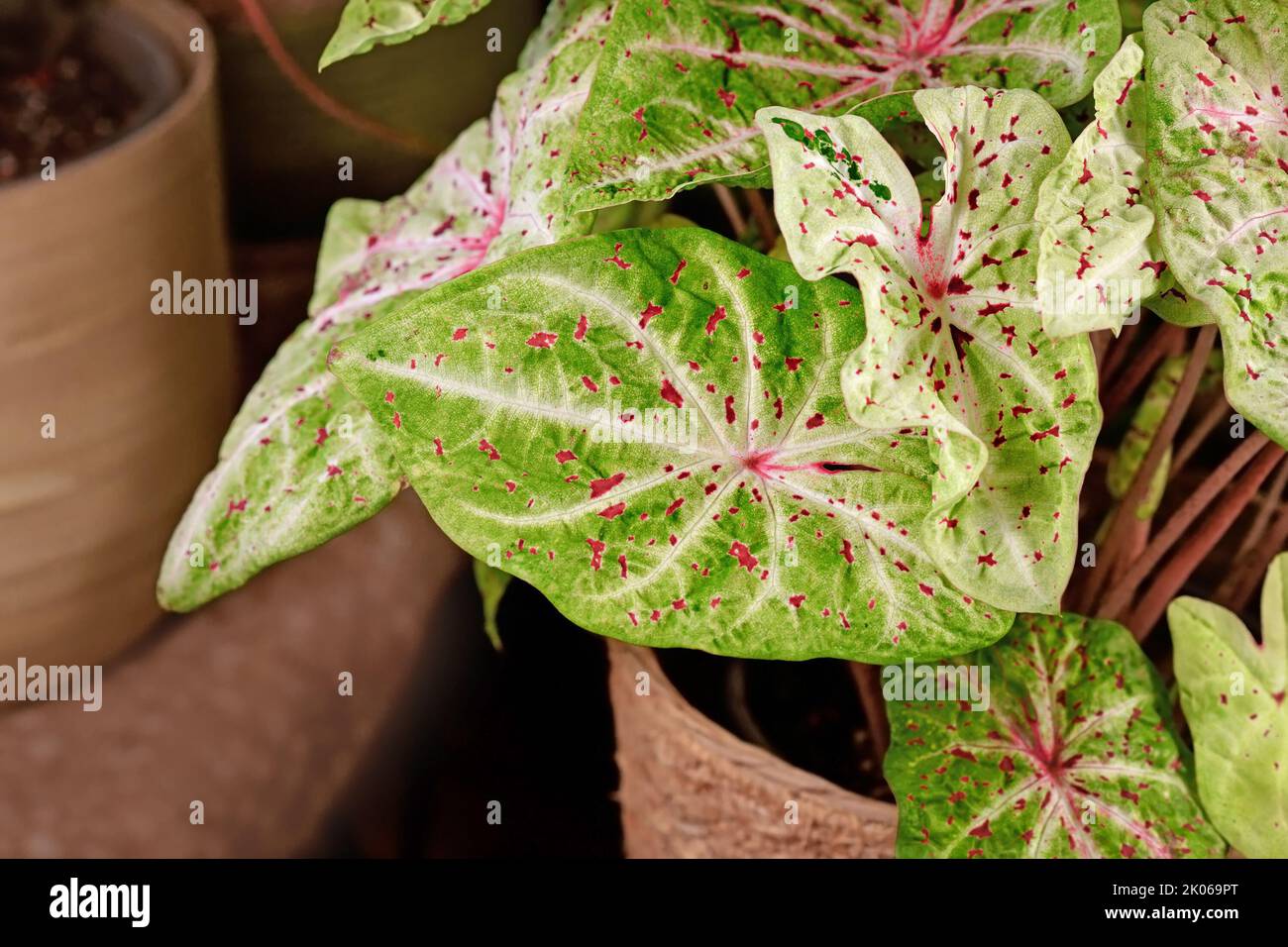Foglia di 'Caladium Miss Muffet' casalinga con foglie rosa e verde con puntini rossi Foto Stock