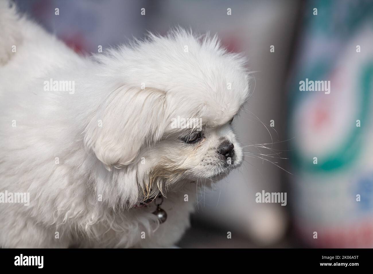 White Pekingese Pekinese Looking Up Outdoor. Foto Stock