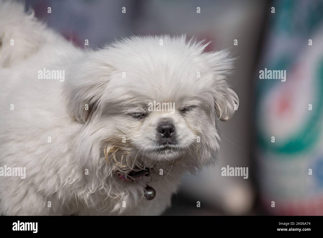 White Pekingese Pekinese Looking Up Outdoor. Foto Stock