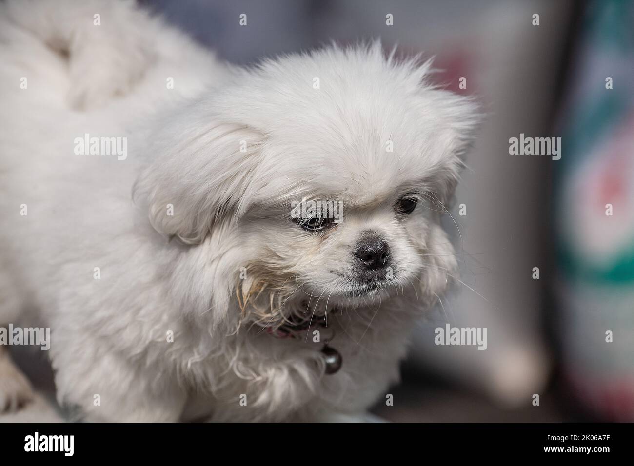 White Pekingese Pekinese Looking Up Outdoor. Foto Stock