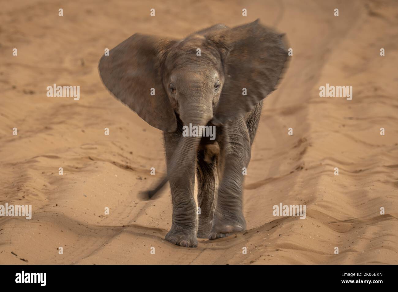 L'elefante africano del cespuglio oscilla il tronco intorno Foto Stock