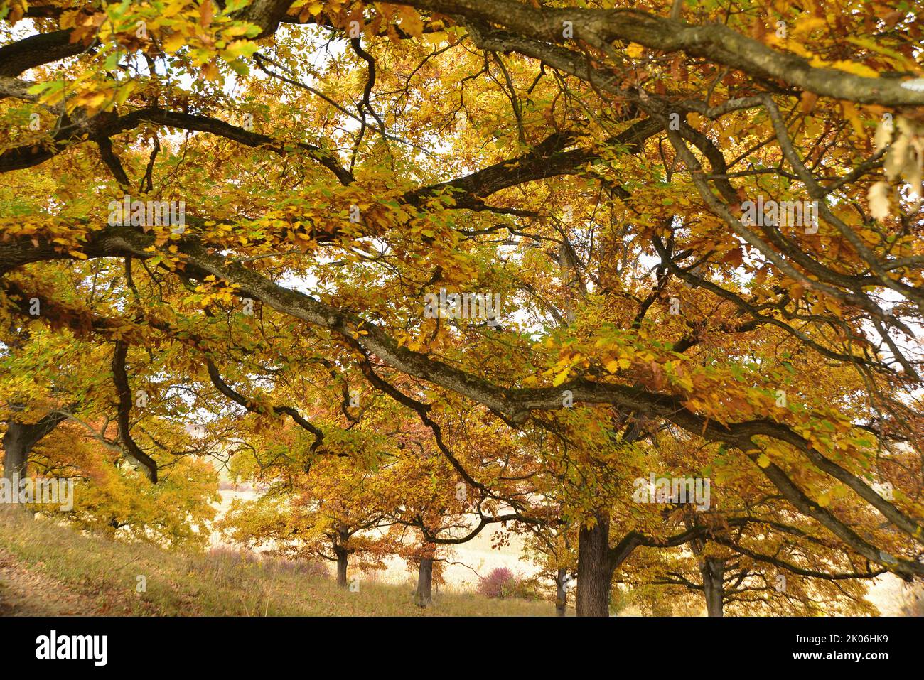 Rami di quercia con foglie d'autunno ocra in terra Szekely Foto Stock