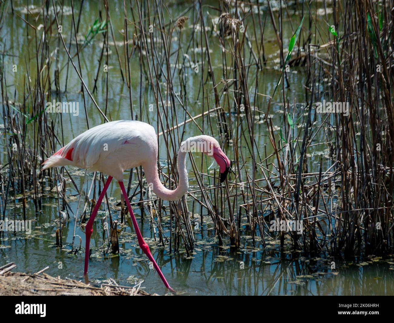un fenicottero rosa cammina sulla riva di un lago tra la vegetazione Foto Stock