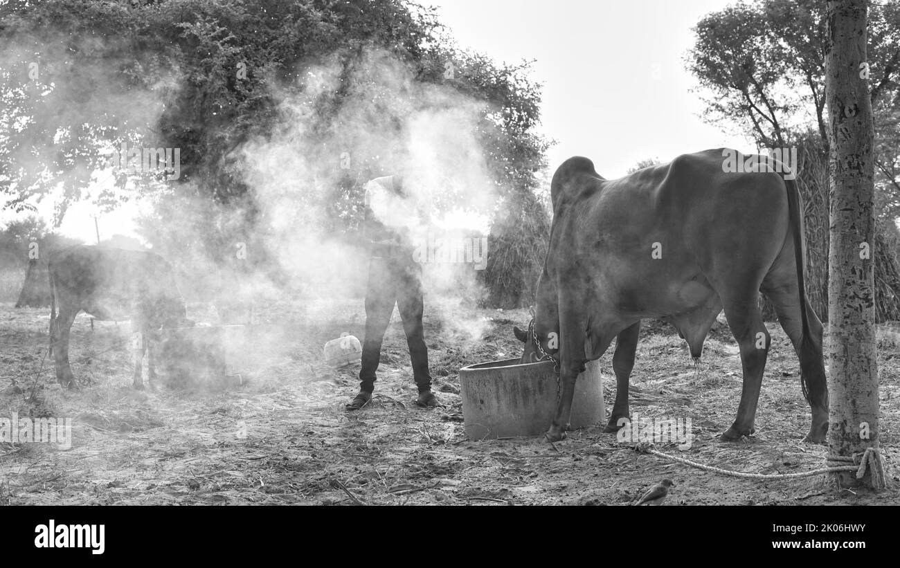 Contadino indiano che brucia foglie di neem per salvare le sue mucche dal grumoso o dalla malattia di lampi. Precauzione di malattia di grumpy. Foto Stock