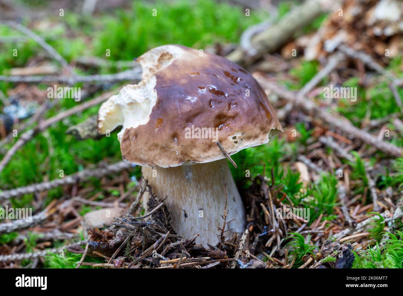 Il fungo porcini si erge nel bosco in autunno Foto Stock