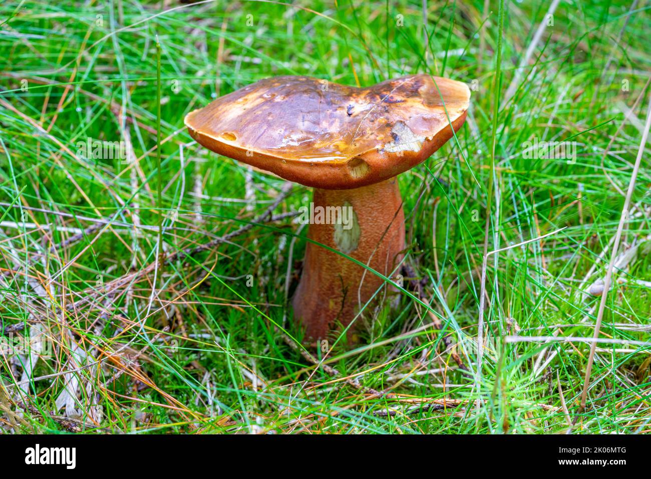 Eritropus boletus isoalted su un prato Foto Stock