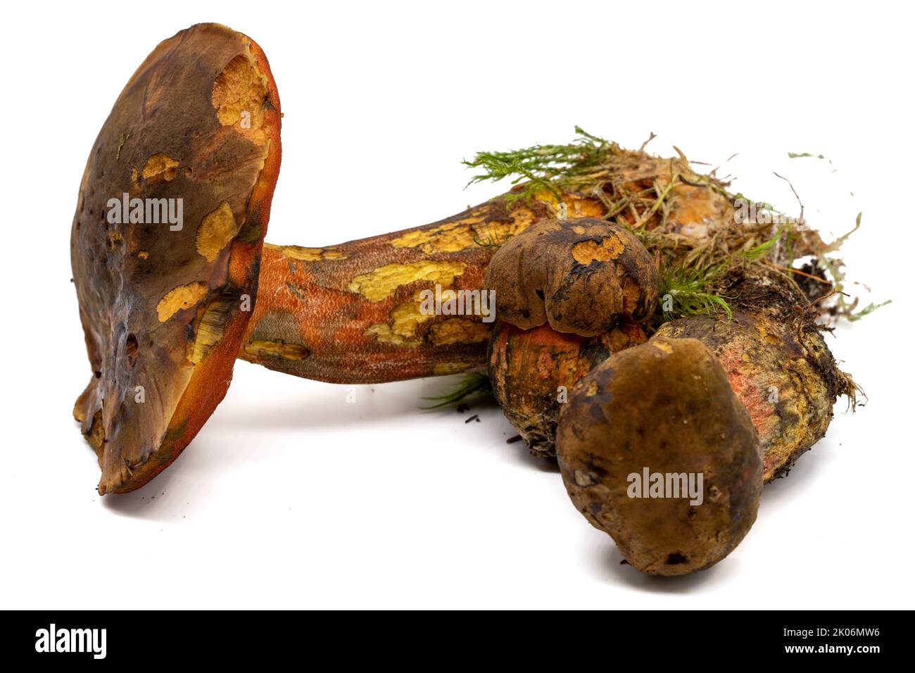 scarletina bolete sfondo bianco isolato Foto Stock