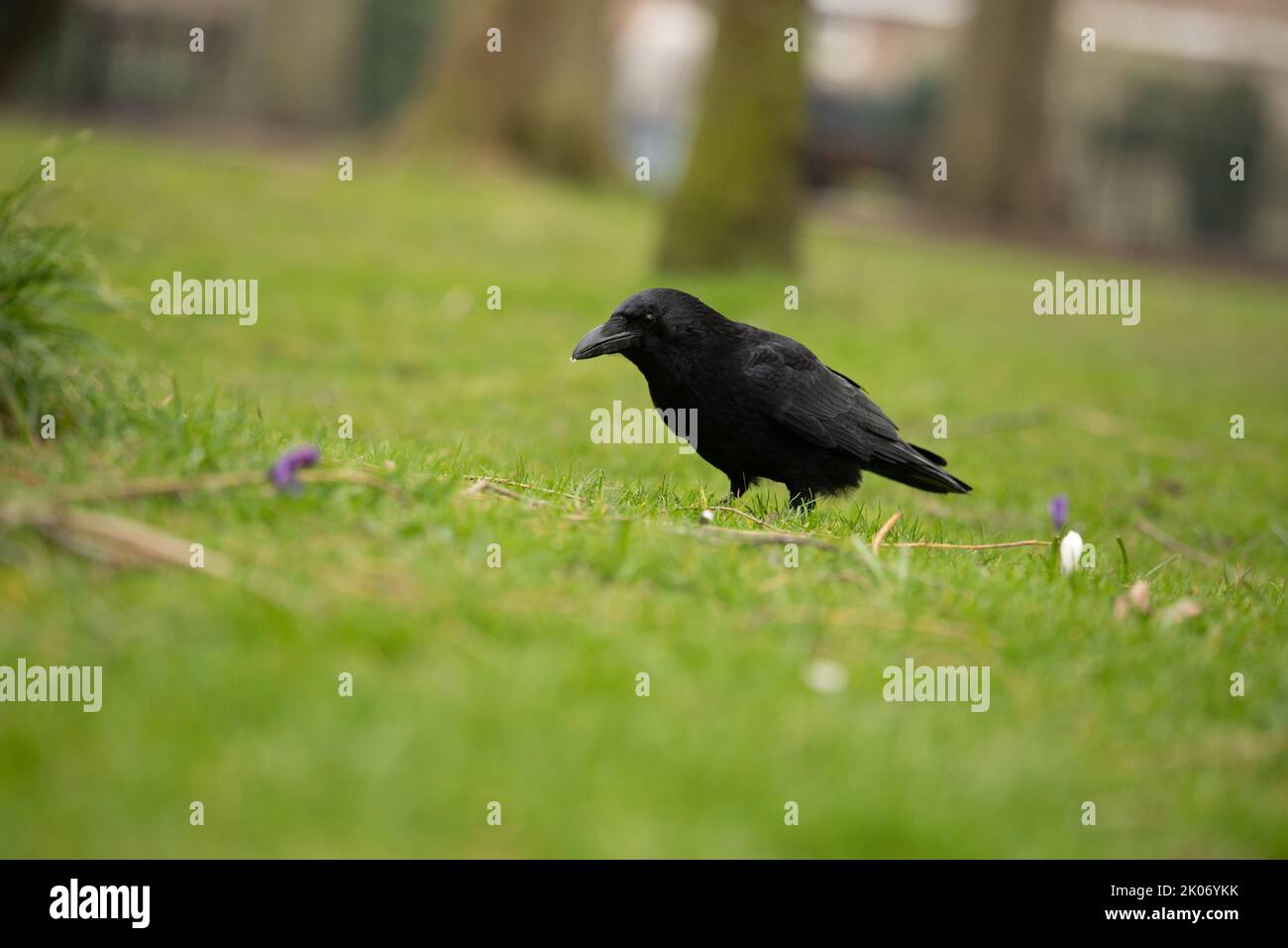 Carrion Crow sull'erba alla ricerca di cibo, famiglia corvida Foto Stock