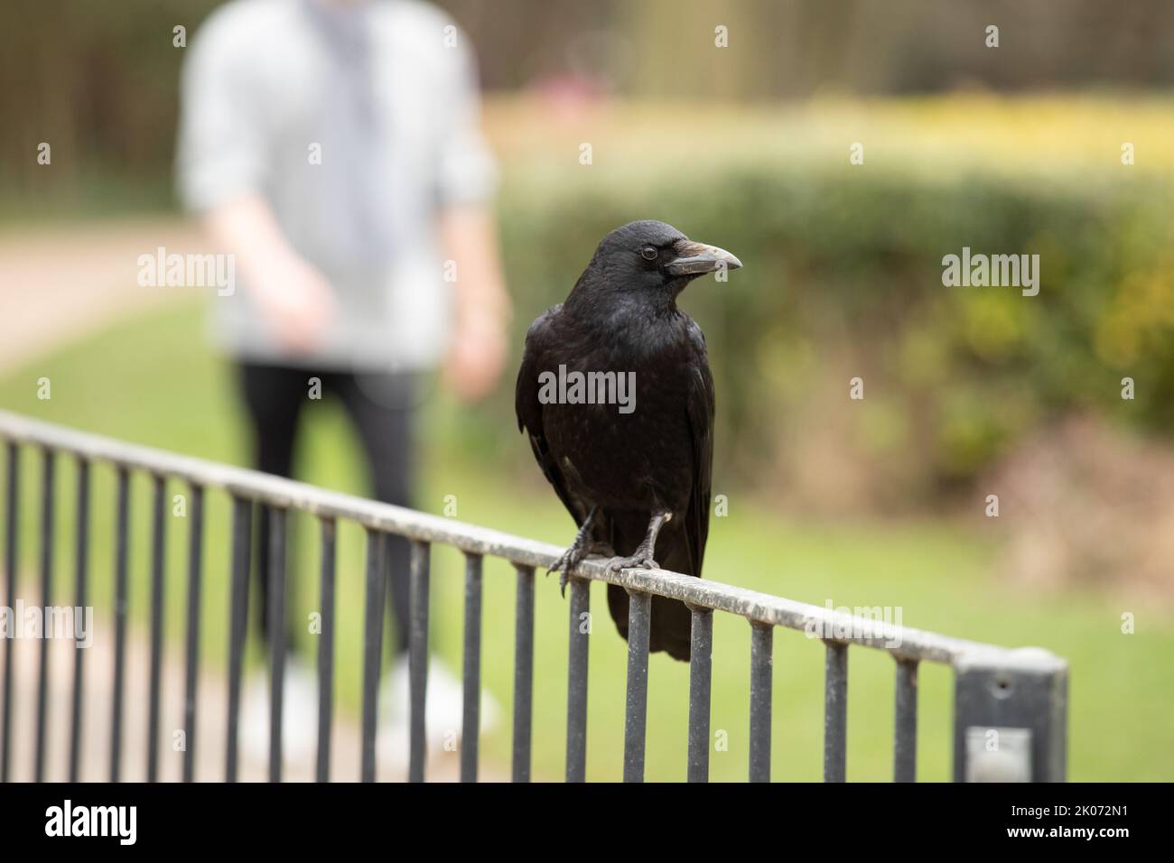 Corvo nero carriola, corvido, siede su una recinzione metallica su uno sfondo morbido nel Sussex occidentale nel Regno Unito Foto Stock