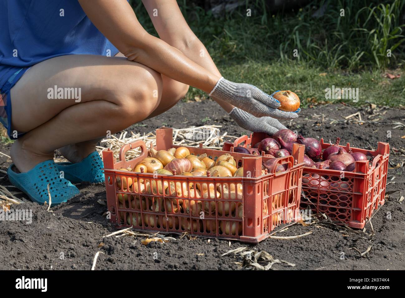 un contadino del campo ordina le cipolle con le mani. Selezione cipolla Foto Stock