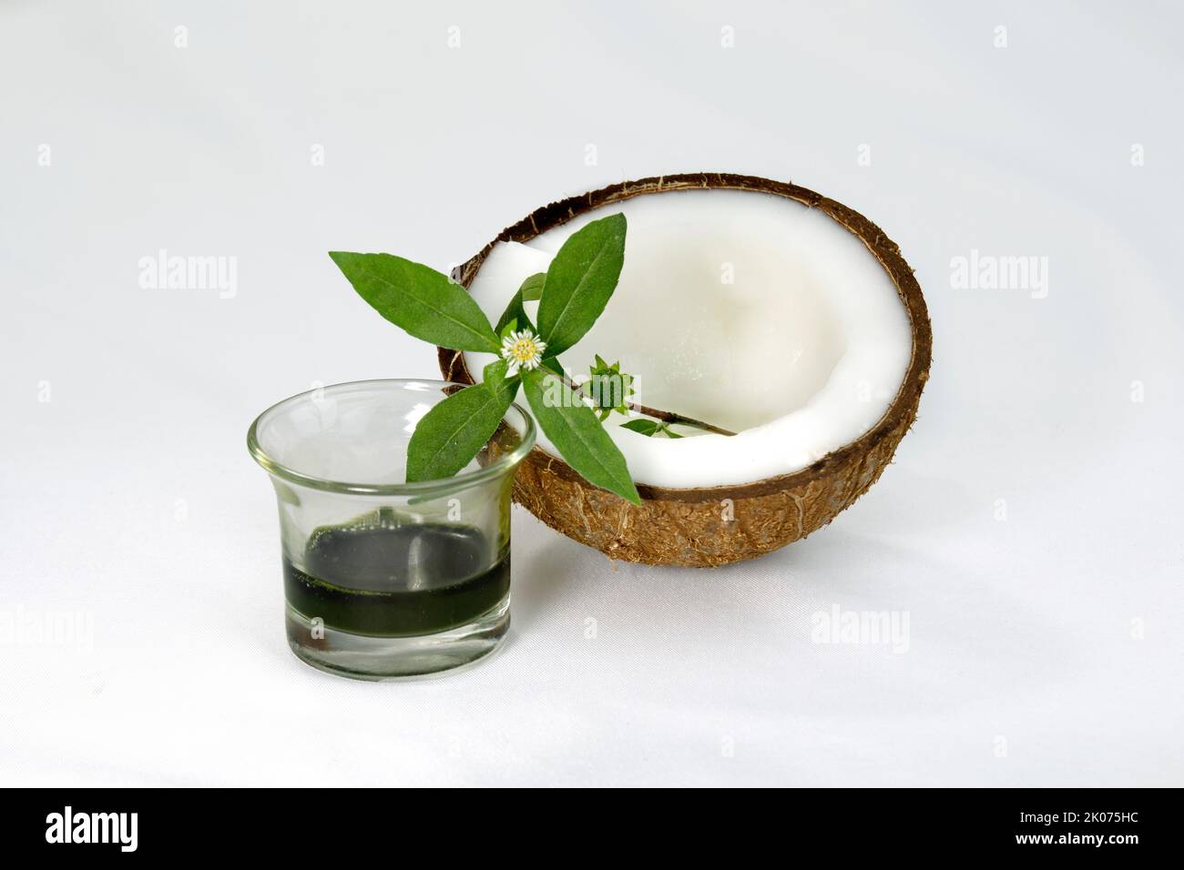 Falso succo di Daisy o Eclipta Alba con cocco. Utilizzato come cura naturale dei capelli. Olio di ricrescita dei capelli, olio dei capelli di Bhringaraj. Foto Stock