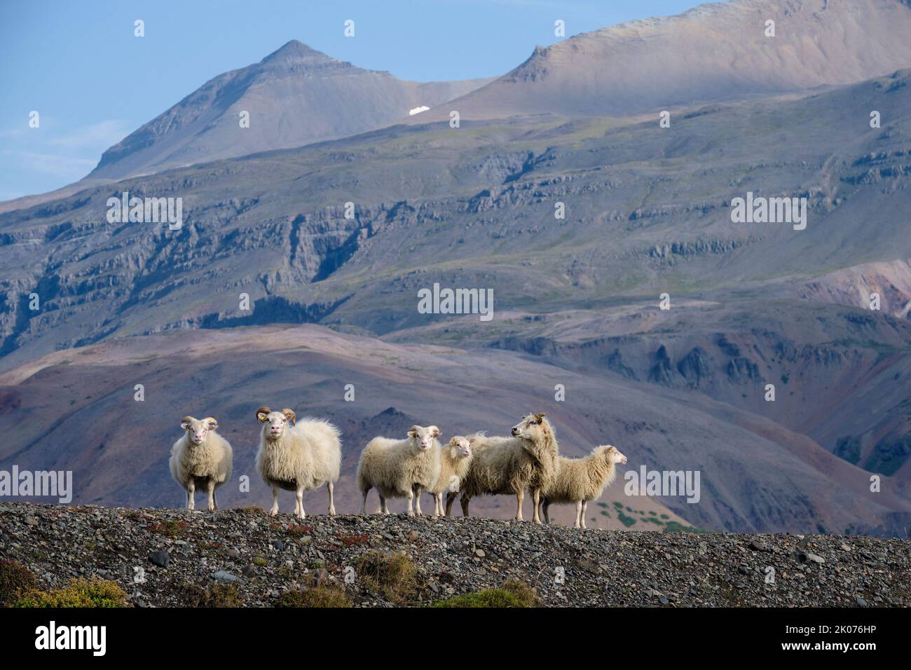 Pecora con Hvannagil (Valle d'Oro) sullo sfondo, Valle di Jökulsá, Skagafjordur, Islanda Foto Stock