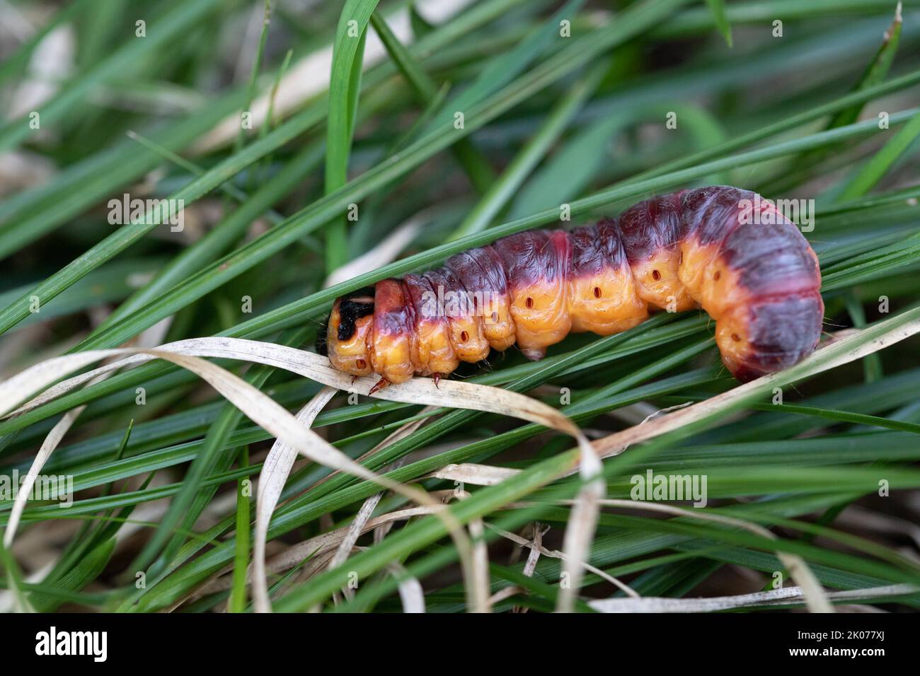 Falena di capra (Cossus cossus), bruco su erba, Eschenlohe, Baviera, Germania Foto Stock