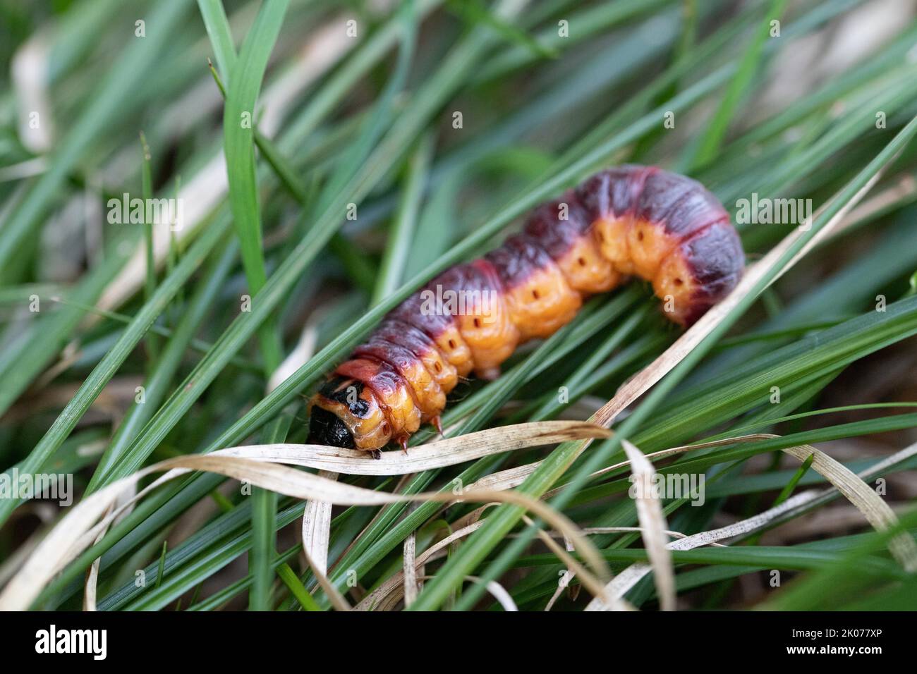 Falena di capra (Cossus cossus), bruco su erba, Eschenlohe, Baviera, Germania, Europa Foto Stock