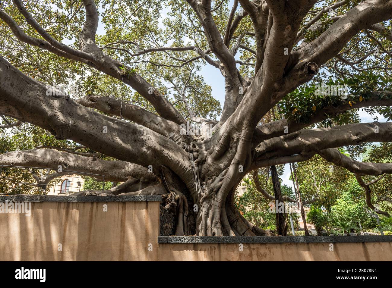 Un enorme albero di fico di Moreton Bay (Ficus macrophylla) in un giardino scolastico a Catania, Sicilia, oltre 12m in circonferenza e 25m in altezza Foto Stock
