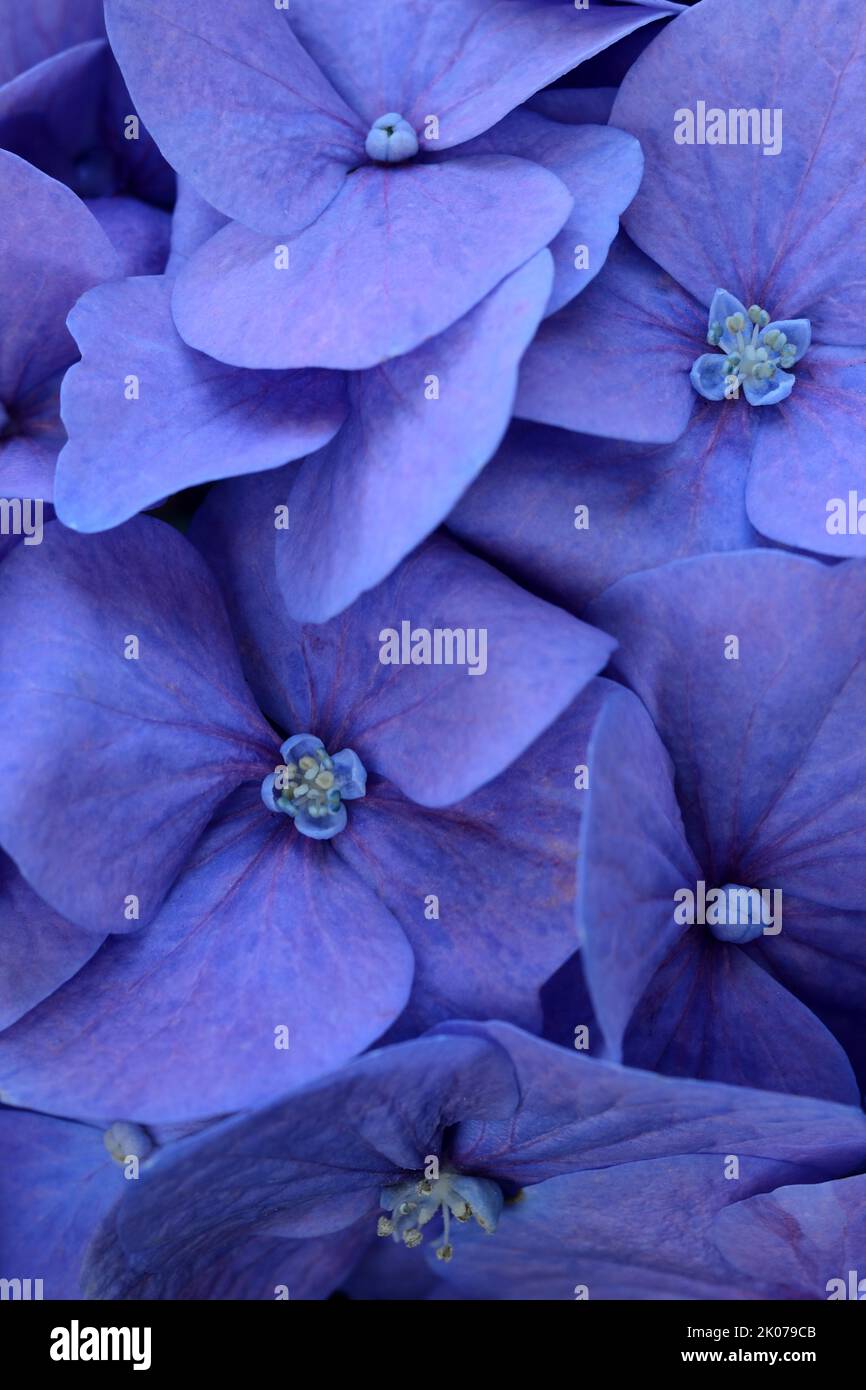 Hidrangea bigleaf blu (Hidrangea macrophylla), fiore particolare Foto Stock