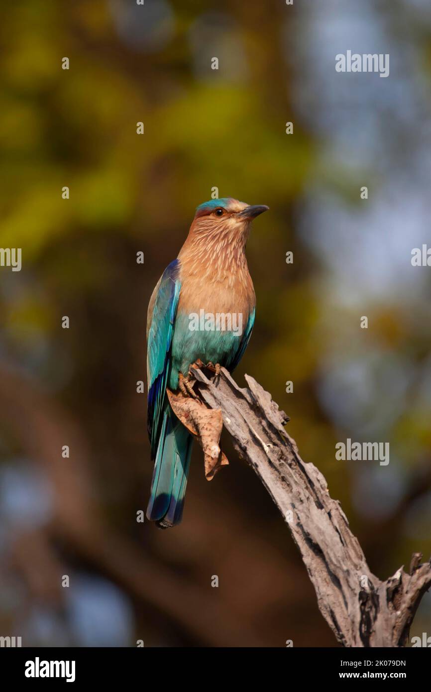 Indian Roller (Coracias benghalensis) uccello adulto su un ramo dell'albero, Bandhavgarh, Madhya Pradesh, India Foto Stock