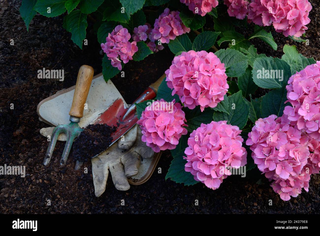 Fiore bigleaf hydrangea (Hydrangea macrophylla) e attrezzi da giardino Foto Stock