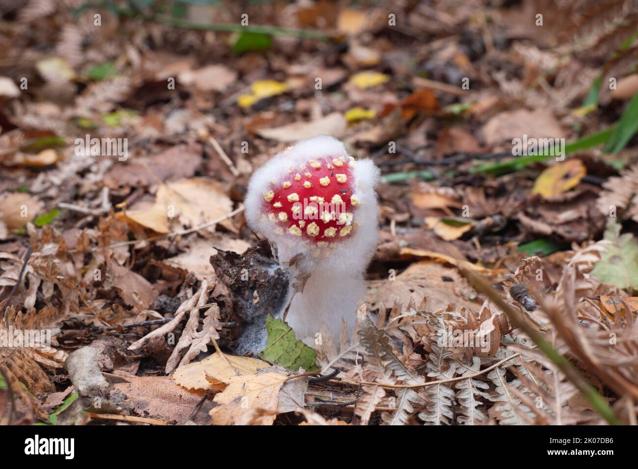 Un fungo rosso con puntini bianchi e pieno di fungo bianco con il nome latino comune di Schizophyllum Foto Stock