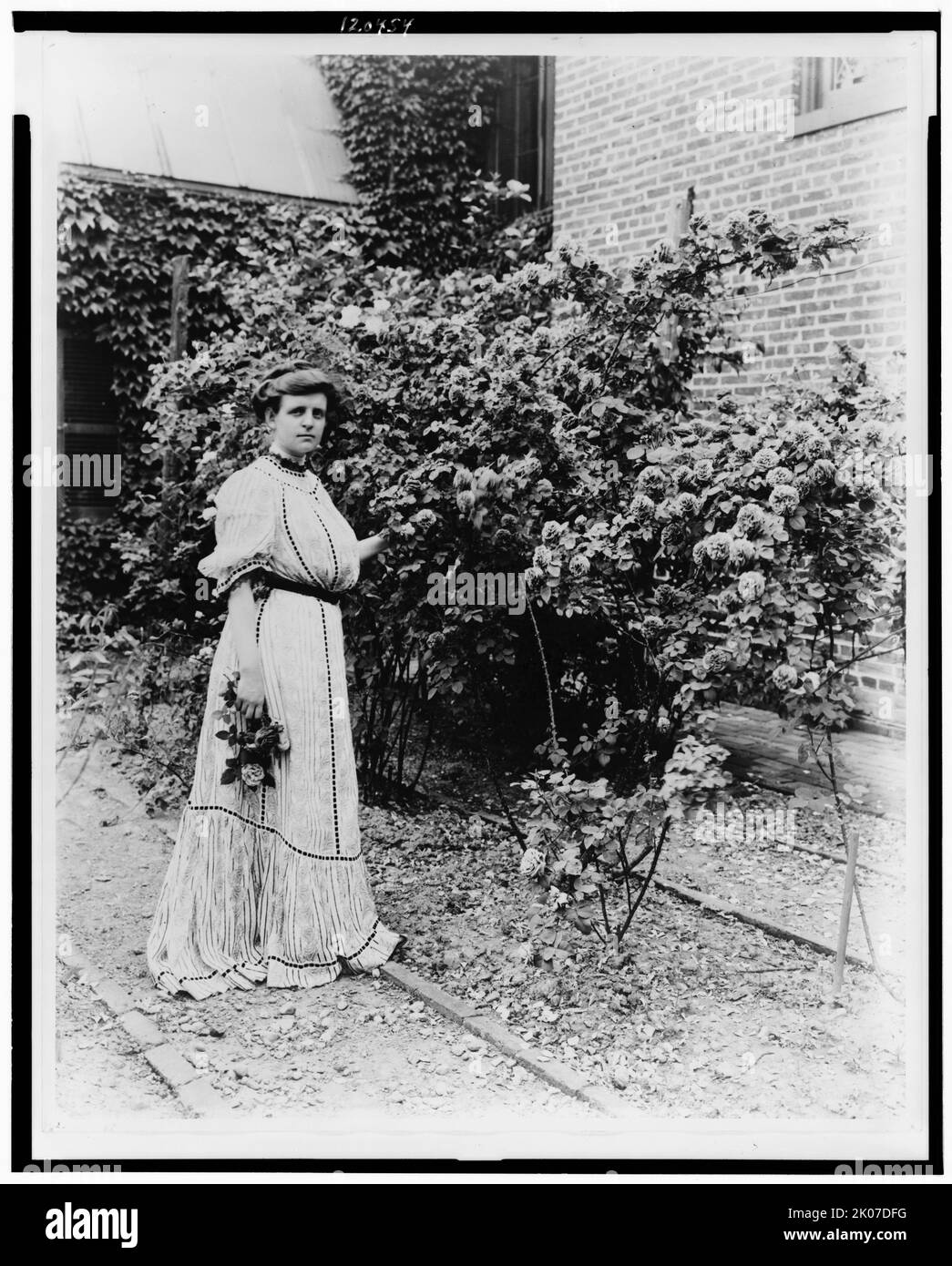 Frances Benjamin Johnston, ritratto completo, in piedi nel suo giardino, da cespugli di rose, con alcuni fiori in mano, leggermente a destra, tra il 1890 e il 1910. Foto Stock