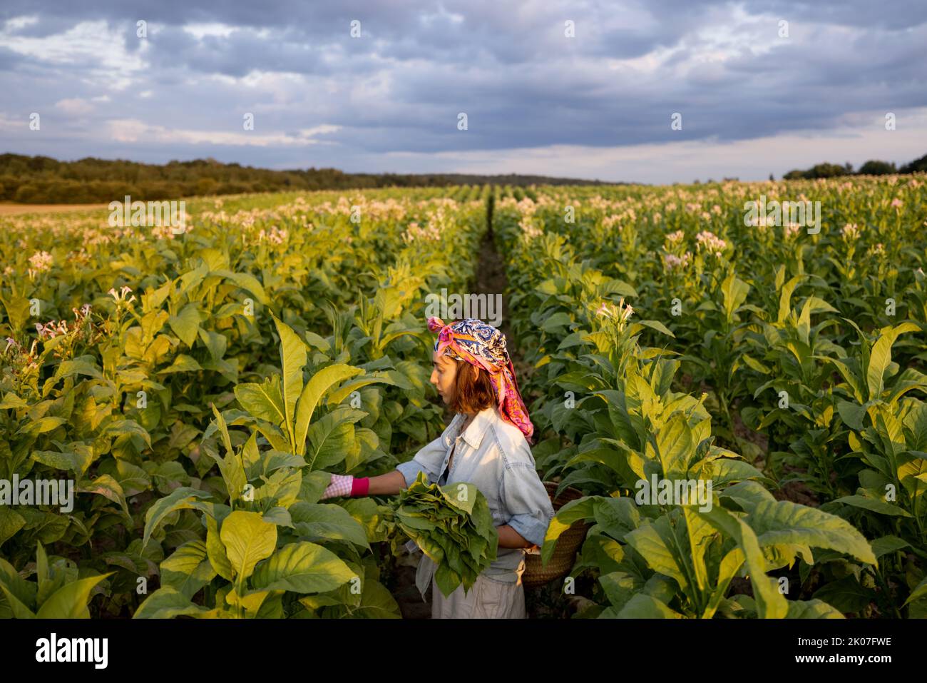 La donna raccoglie le foglie di tabacco sulla piantagione Foto Stock