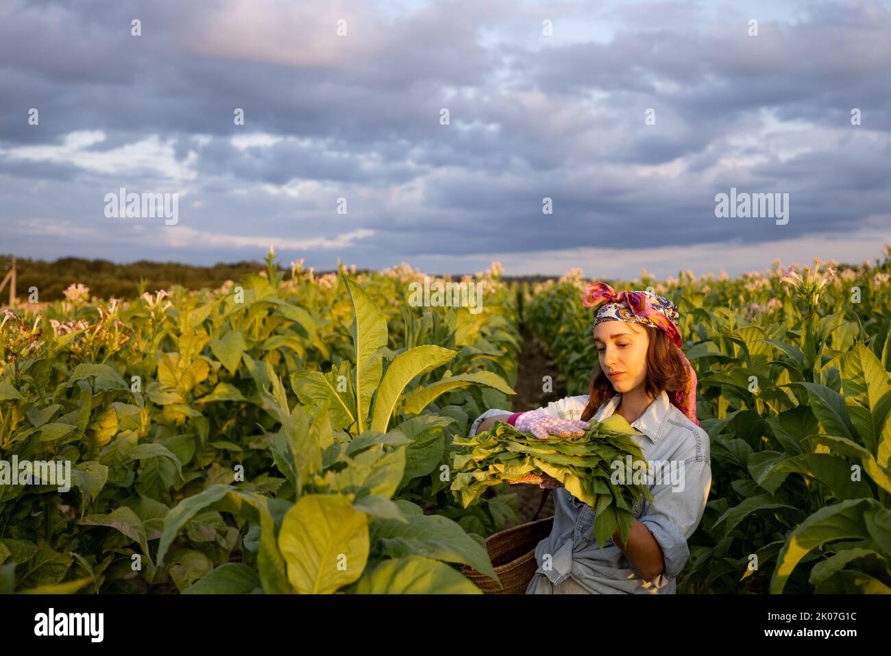 La donna raccoglie le foglie di tabacco sulla piantagione Foto Stock