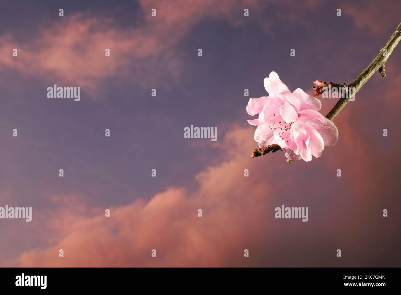 Fiori di prugna ornamentale (Prunus cerasifera) contro il cielo serale Foto Stock