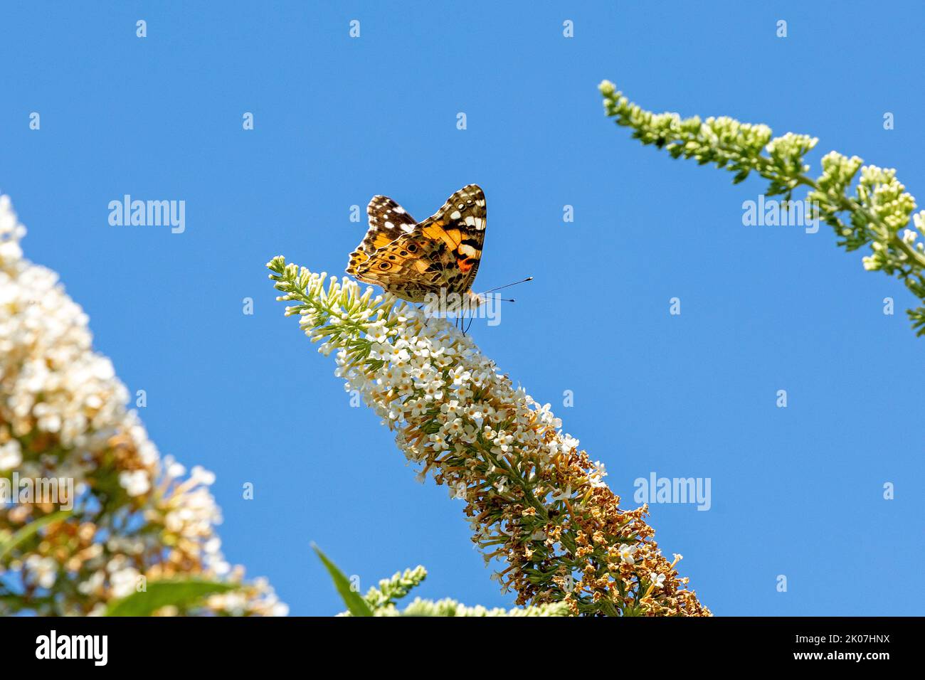 Farfalla, signora dipinta (Cynthia cardui) sul cespuglio delle farfalle (Buddleja davidii), bassa Sassonia, Germania Foto Stock