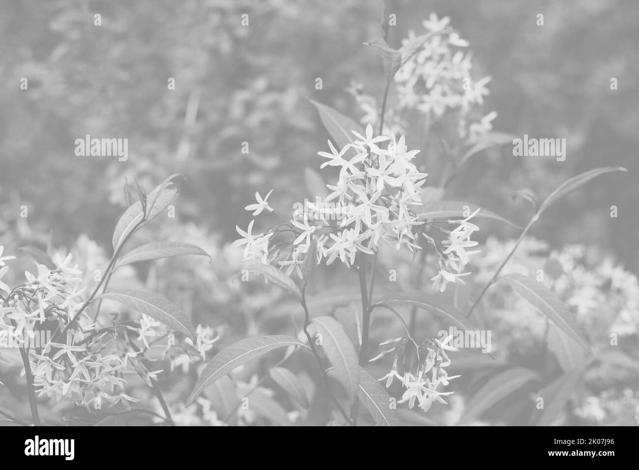 Splendidi fiori selvatici fioriscono nel prato estivo soleggiato in bianco e nero sbiadito. Foto Stock