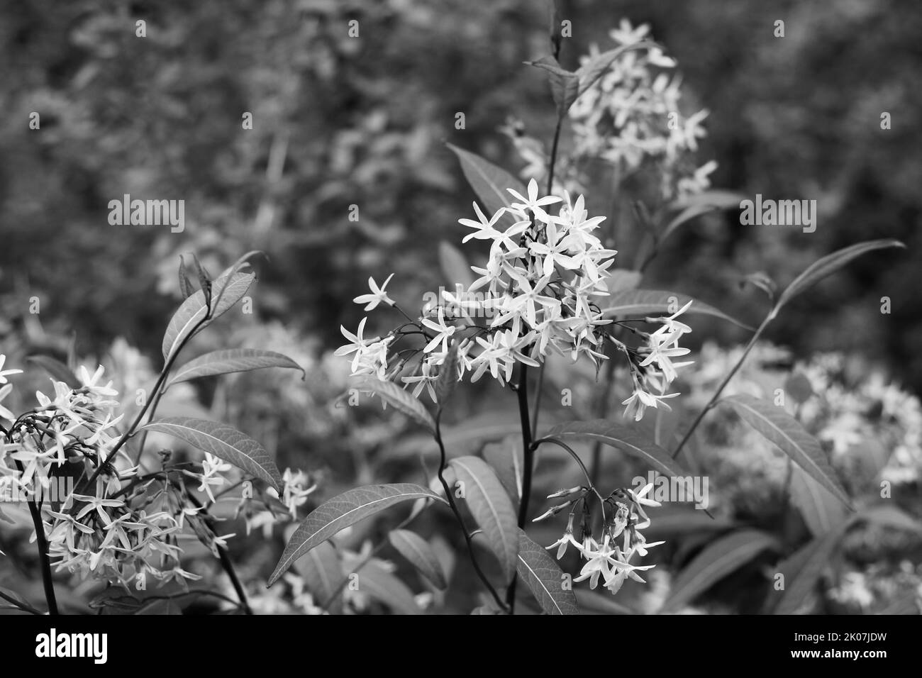 Splendidi fiori selvatici fioriscono nel prato estivo soleggiato in bianco e nero. Foto Stock