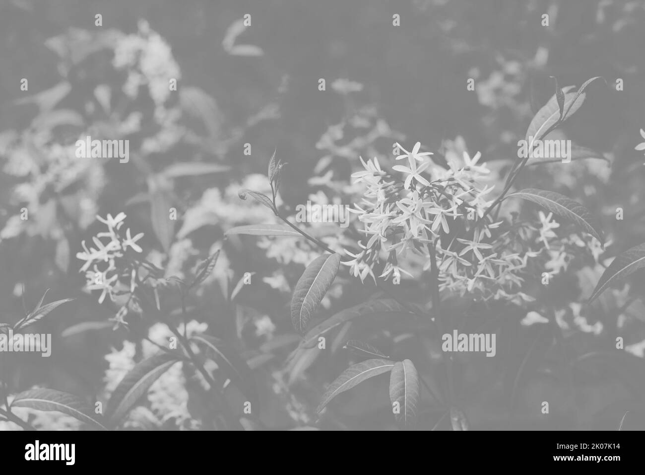 Splendidi fiori selvatici fioriscono nel prato estivo soleggiato in bianco e nero sbiadito. Foto Stock