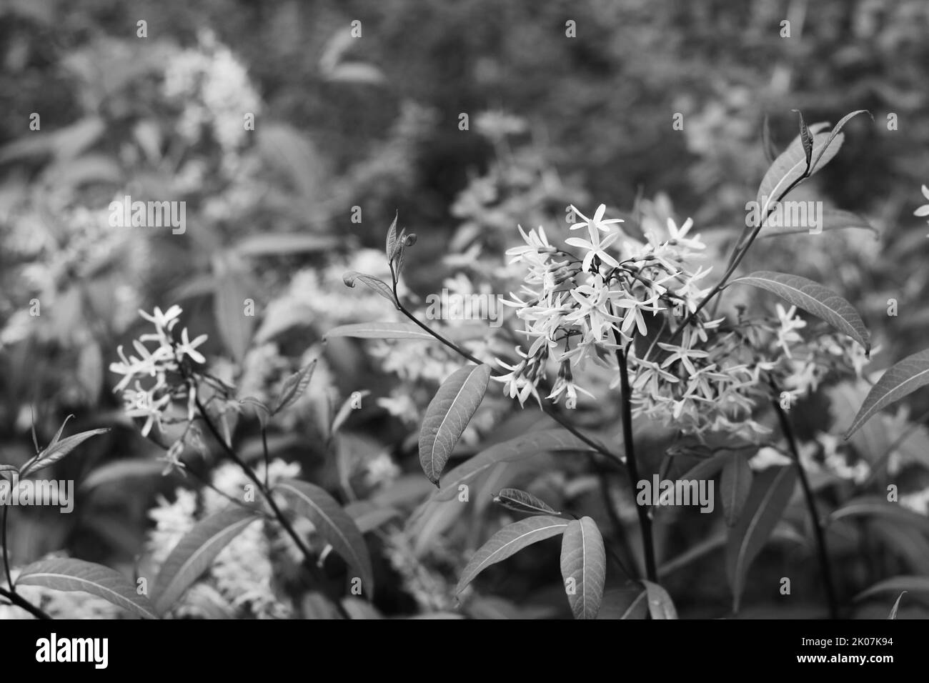 Splendidi fiori selvatici fioriscono nel prato estivo soleggiato in bianco e nero. Foto Stock