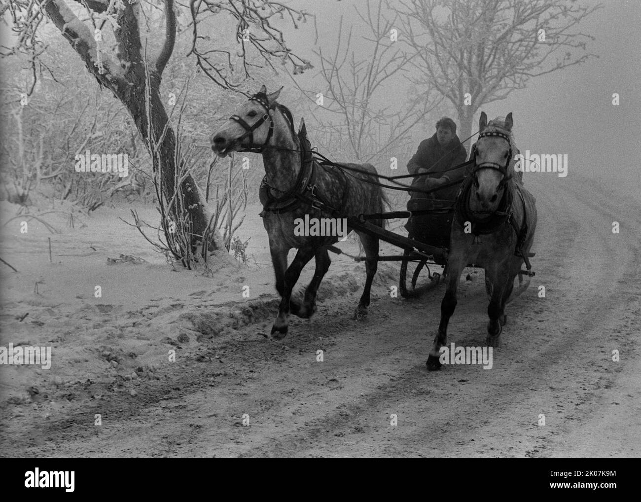 CSSR, Stephansruh, 29. 12. 1986, slitta trainata da cavalli, Monti Jizera, paesaggio innevato Foto Stock