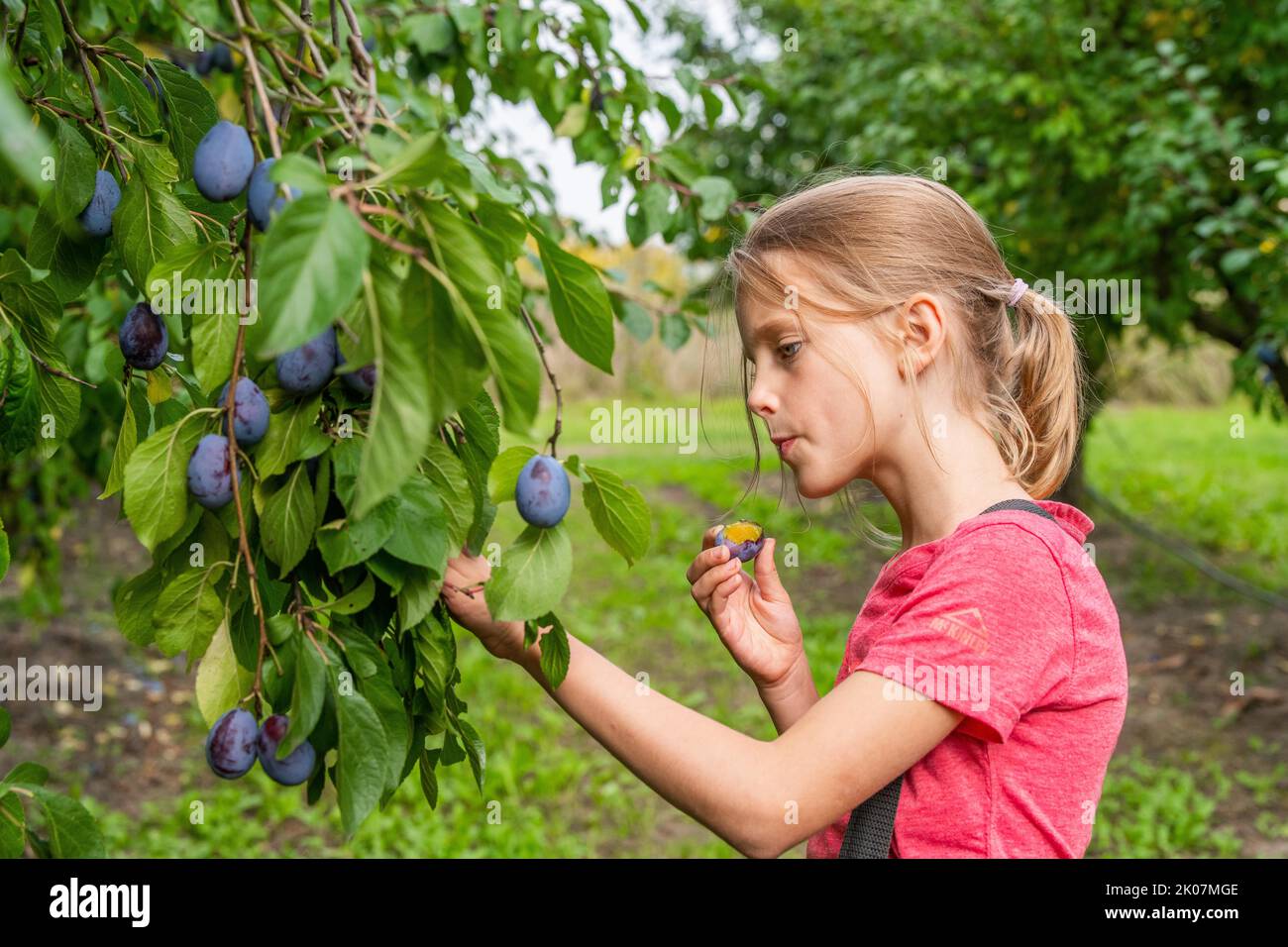 Ragazza che raccoglie prugne mature, Deutschers Pomona Garden, Werder, Havelland, Brandeburgo, Germania Foto Stock