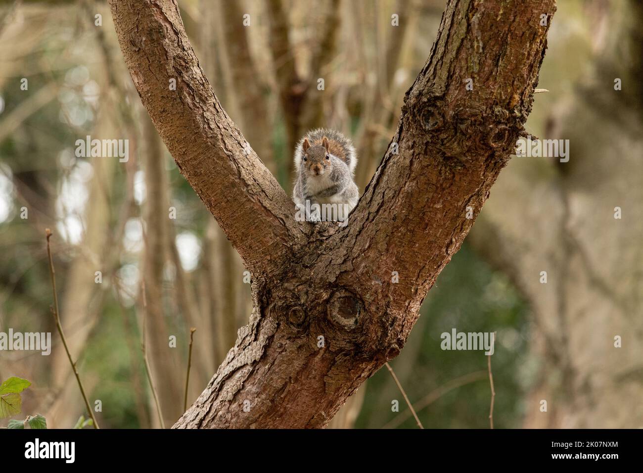 Scoiattolo britannico grigio seduto in un albero guardando la telecamera, in ambiente naturale Foto Stock