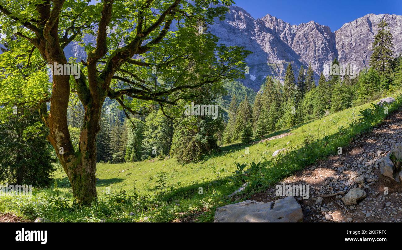 Le pareti nord dei monti Karwendel - le pareti di Grubenkar spitze dalla foresta. Foto Stock