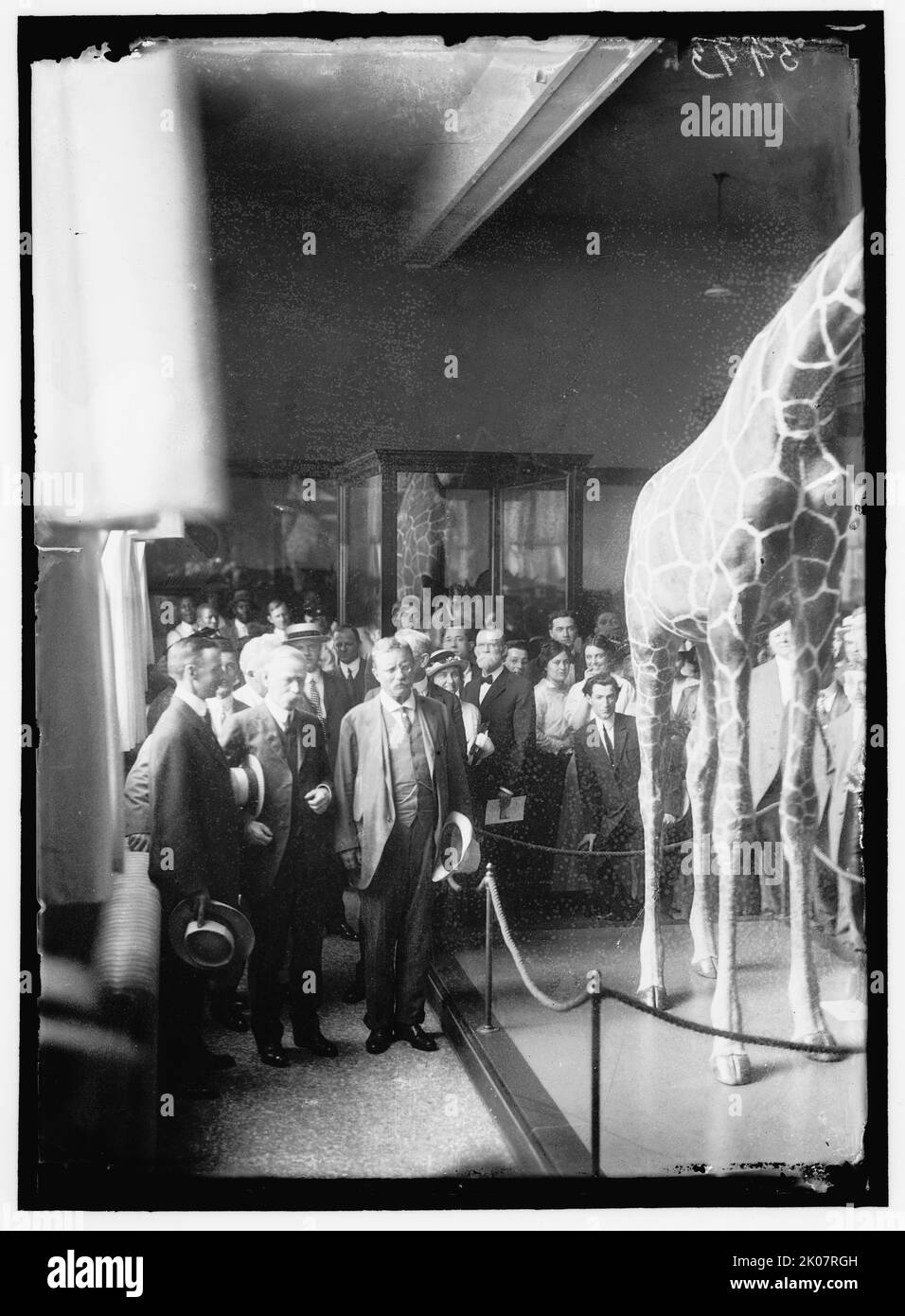 Theodore Roosevelt al Museo Nazionale, tra il 1914 e il 1917. L'ex presidente degli Stati Uniti (terzo da sinistra) visita la mostra della fauna selvatica tassidermised, Washington, D.C. più tardi rinominata Smithsonian Museum of Natural History, il museo ospita la flora e la fauna dell'Africa orientale di Roosevelt raccolte durante la spedizione africana Smithsonian-Roosevelt del 1909-10. La spedizione ha raccolto circa 11.400 esemplari di animali, che hanno portato i naturalisti Smithsonian otto anni a catalogare. Foto Stock