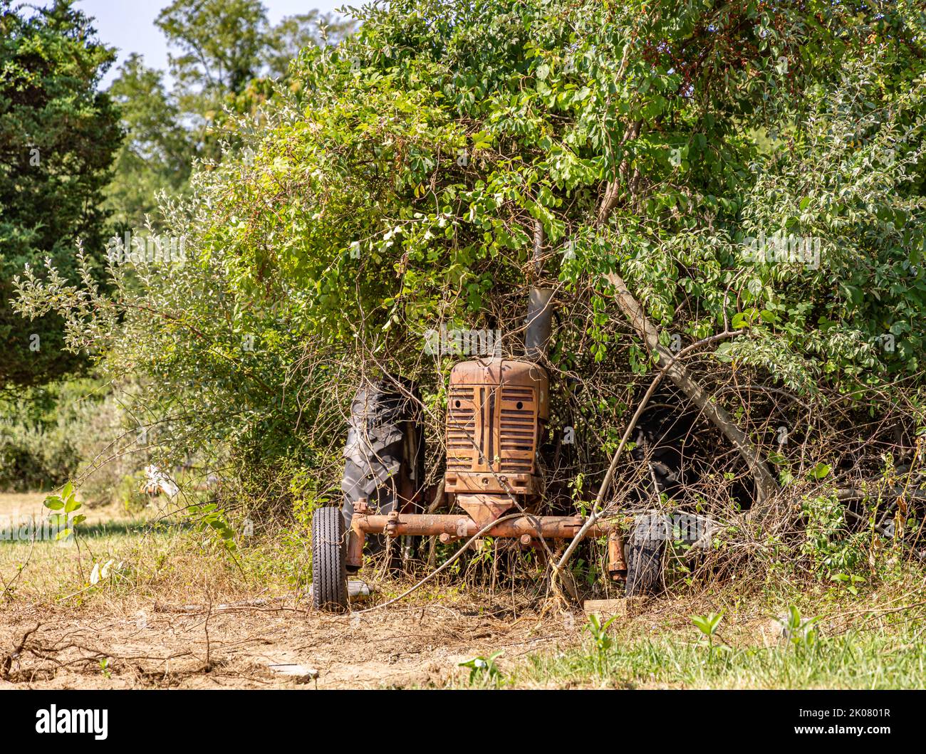 Un vecchio trattore 1950s Farmall modello 300 in vegetazione rigogliosa Foto Stock