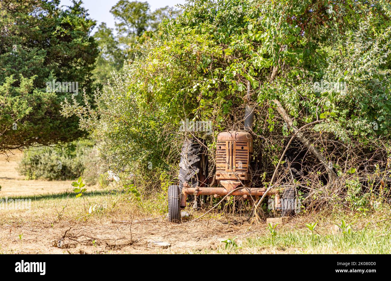 Un vecchio trattore 1950s Farmall modello 300 in vegetazione rigogliosa Foto Stock