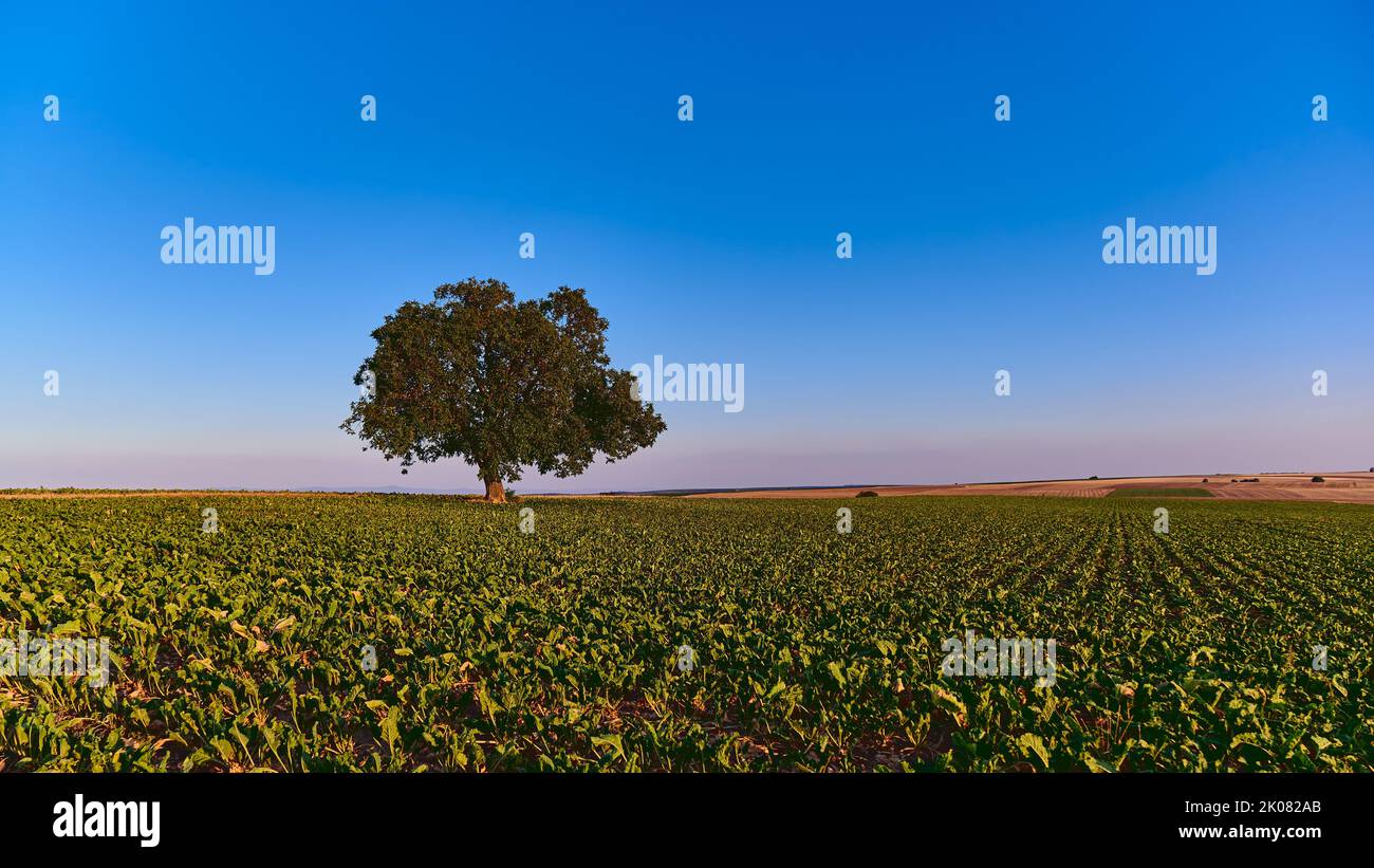 albero unico su un campo agricolo contro cielo estivo blu Foto Stock