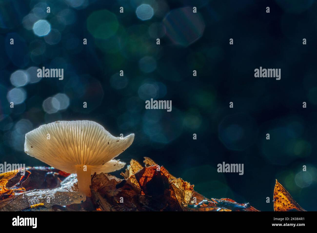 Un singolo fungo in luce crepata in autunno lascia Southampton Common, Hampshire, Regno Unito Foto Stock