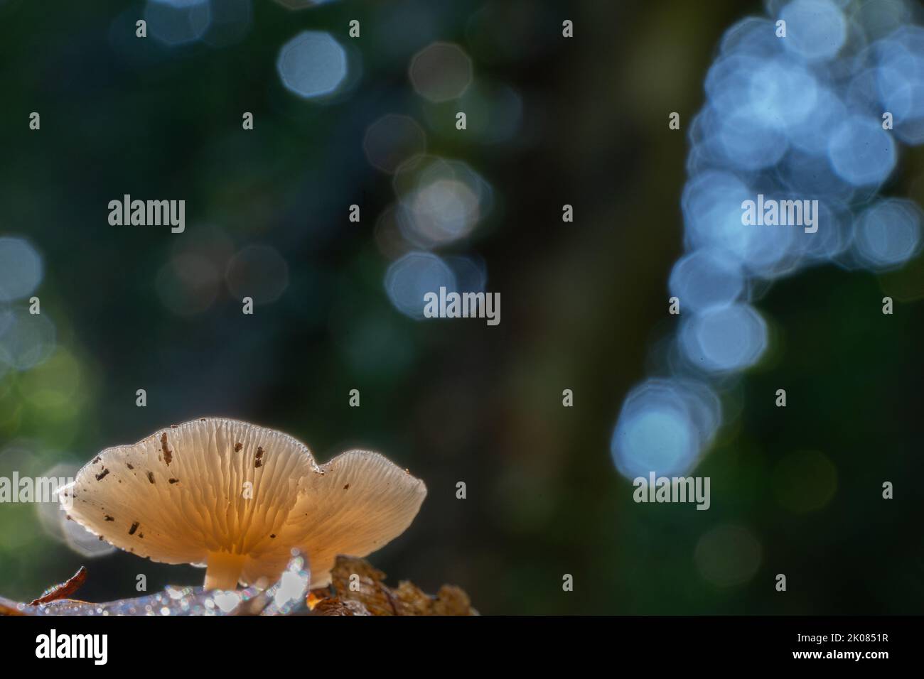 Un singolo fungo in luce crepata in autunno lascia Southampton Common, Hampshire, Regno Unito Foto Stock