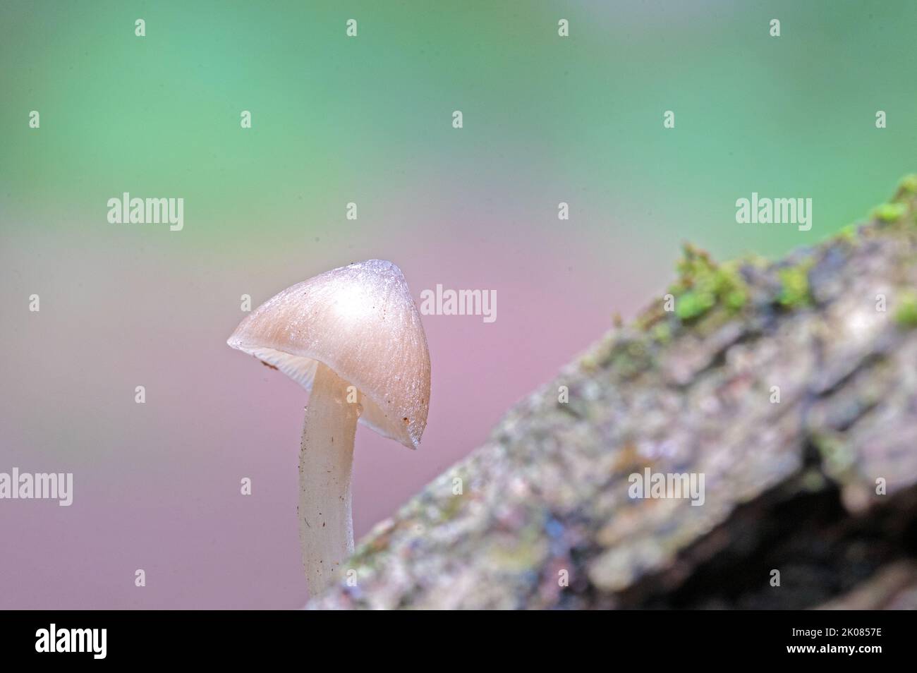 Un singolo piccolo fungo su Southampton Common Foto Stock