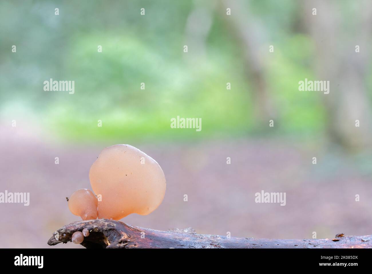 Funghi semitrasparenti nel bosco di Southampton Common Foto Stock