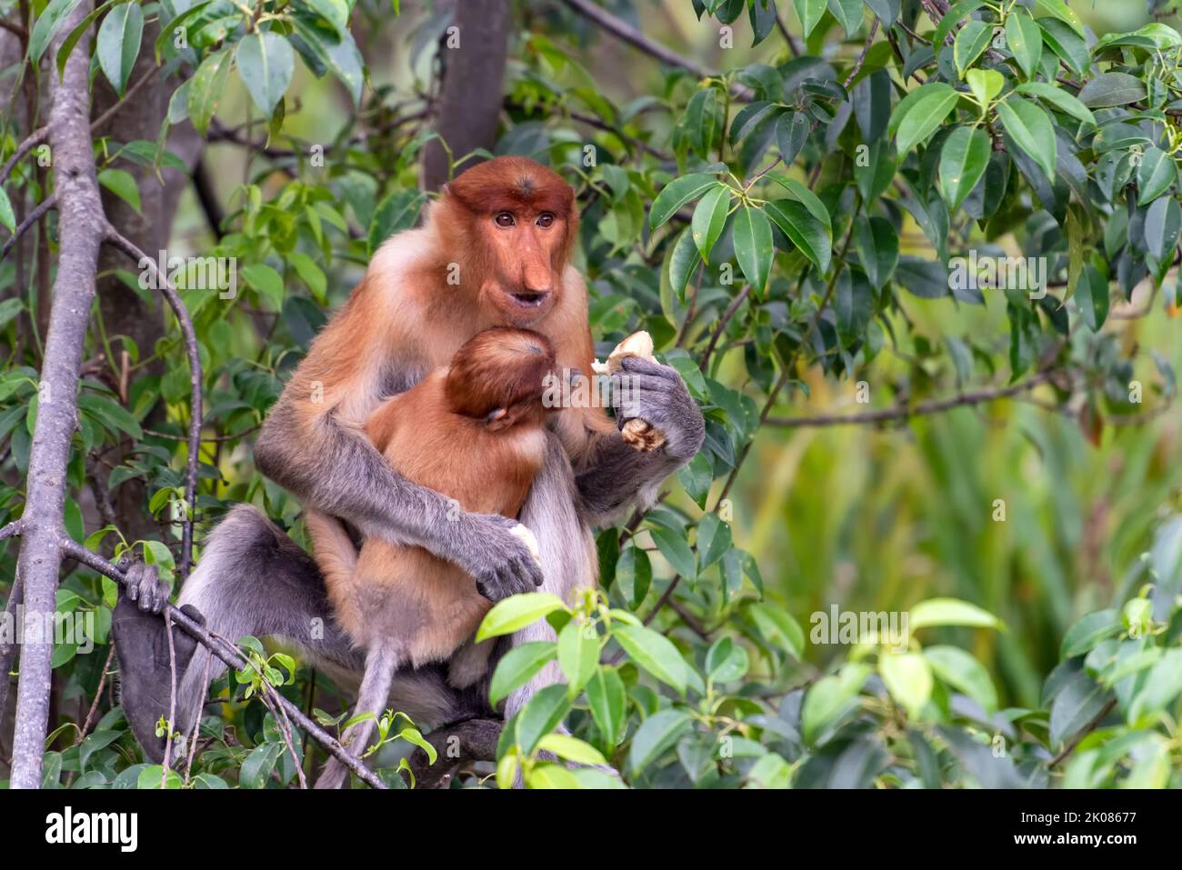 Scimmia Proboscis (Nasalis larvatus) con neonato a Labuk Bay Sandakan Foto Stock