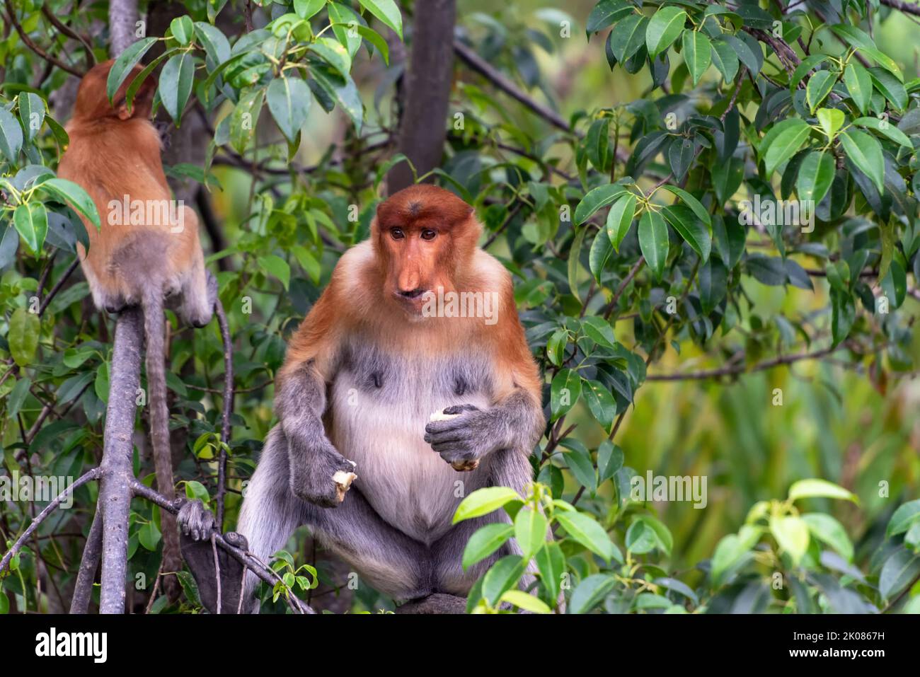 Scimmia Proboscis femmina (Nasalis larvatus) con bambino in età infantile che gioca sul ramo dell'albero a Labuk Bay Sandakan Foto Stock