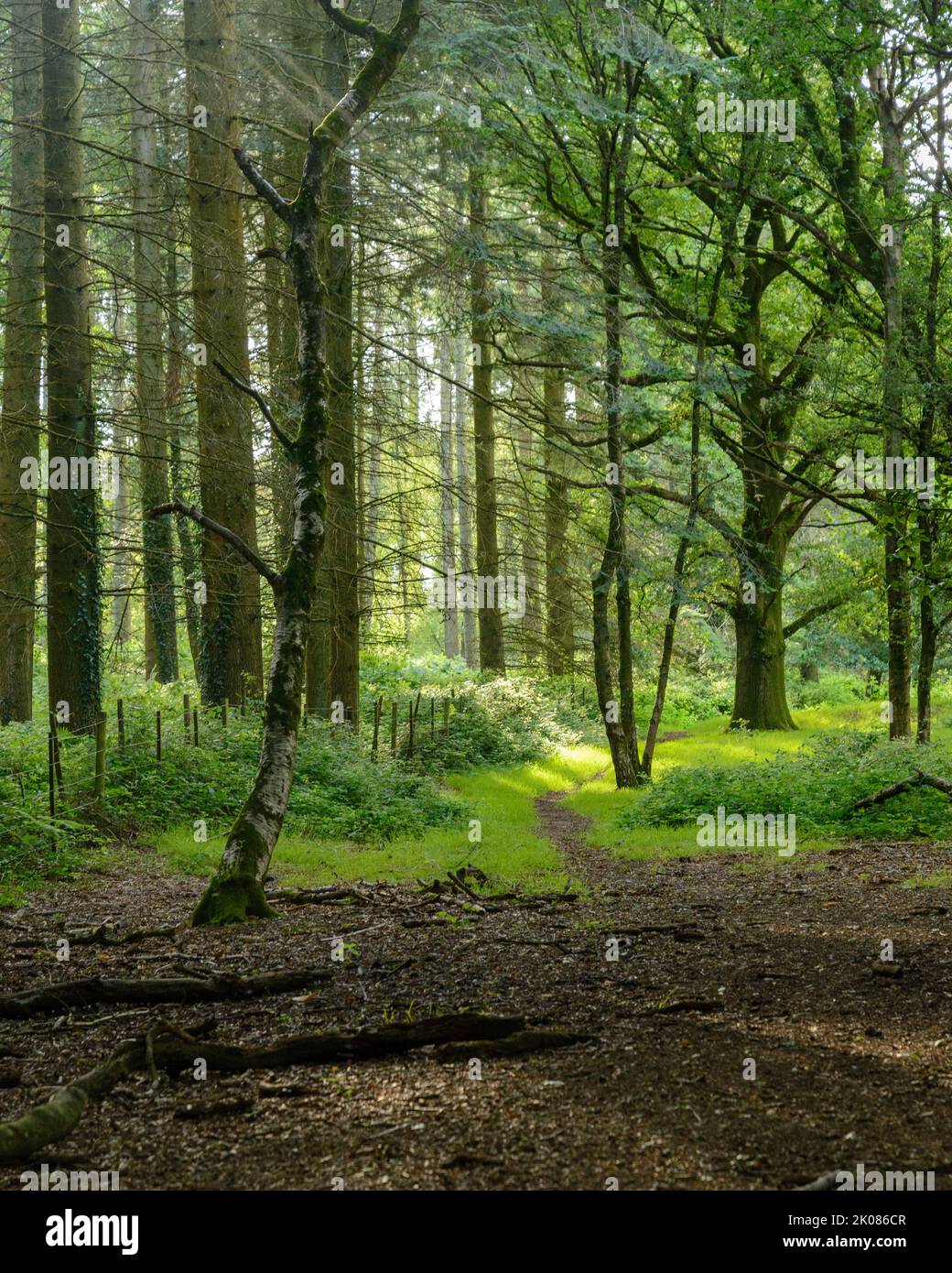 Luce solare attraverso alberi e sottobosco in una foresta nel mese di luglio, Regno Unito Foto Stock