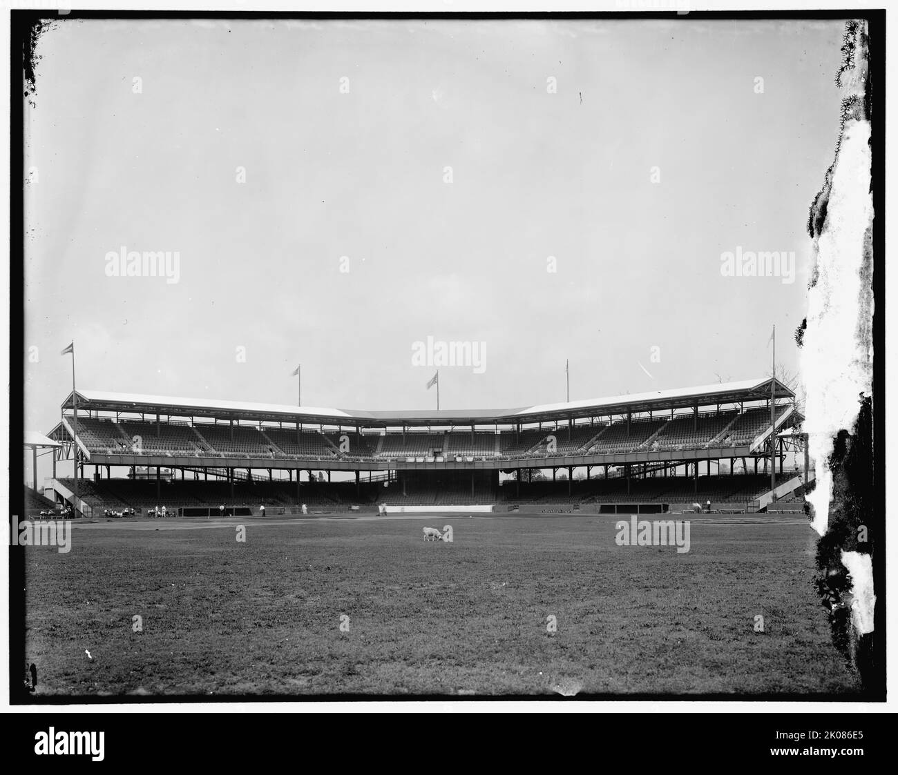 Stadio di baseball, tra le 1910 e le 1920. Pecore che pascolano sul campo. STATI UNITI. Foto Stock