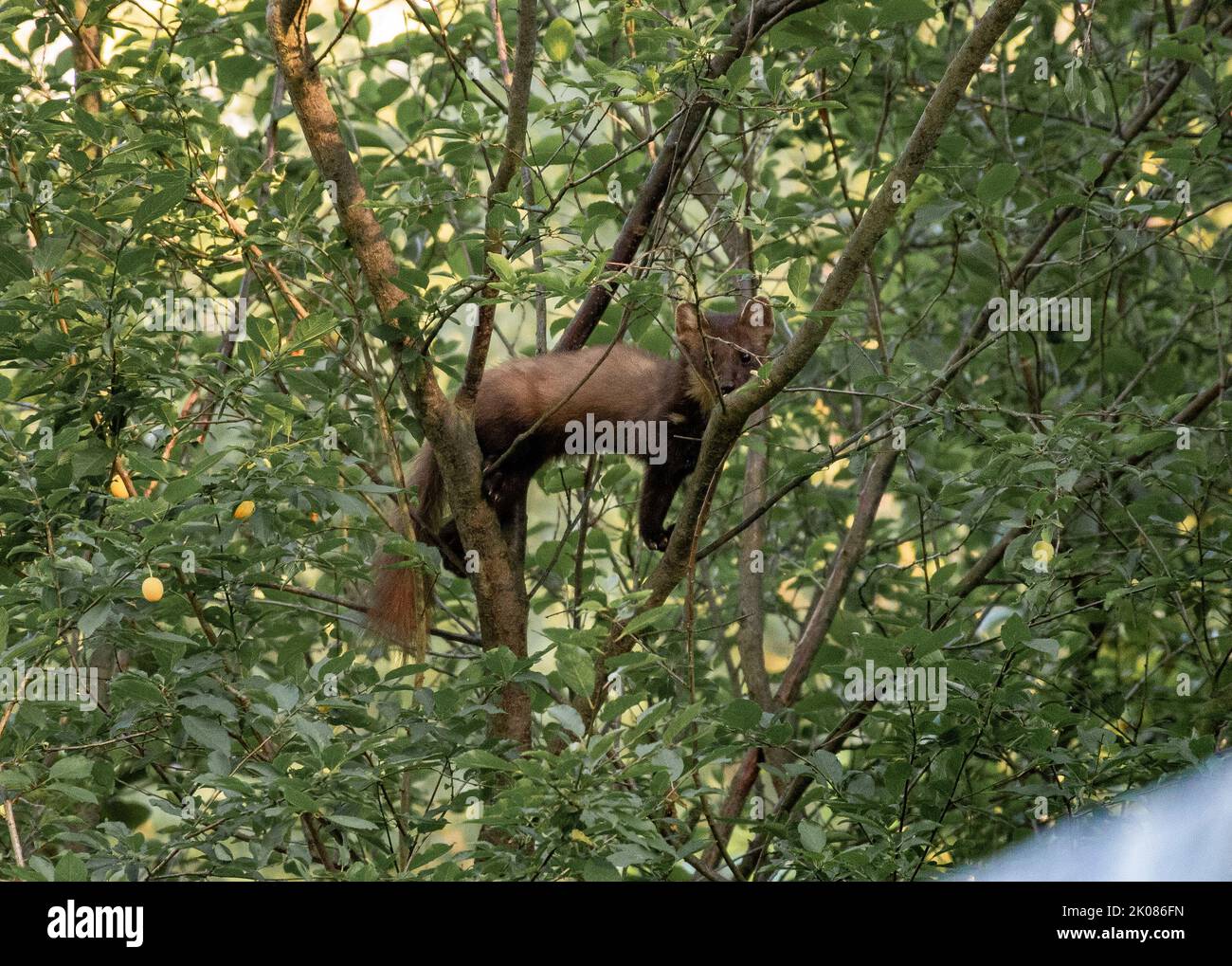 Martora che fora, arrampicandosi in un albero di susina Foto Stock